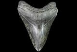 Fossil Megalodon Tooth - Georgia #109380-1